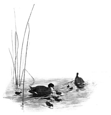 From their place among the reeds