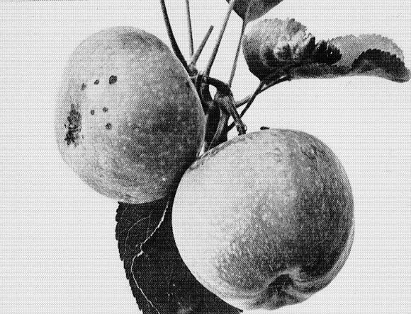10. June 28, and the apples have taken their form