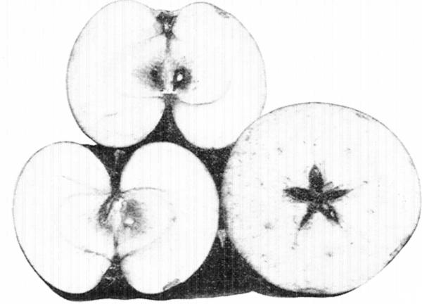 13. The apples in section