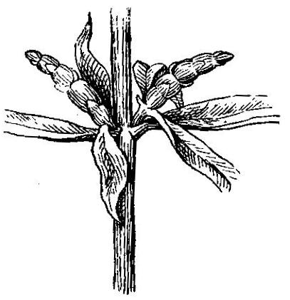 Branch of loosestrife bearing tuber bulblets