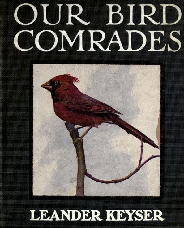 Cover illustration--Cardinal