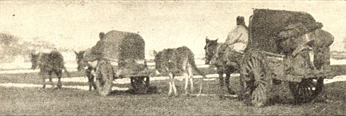 Travelling by mule cart on "the great plain"