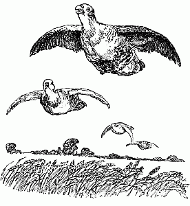 Flying partridges