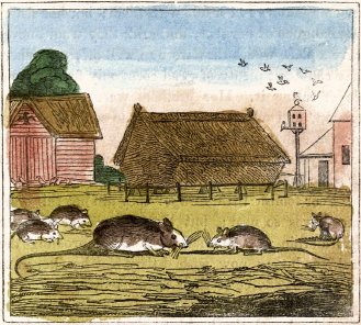 mice in the farmyard