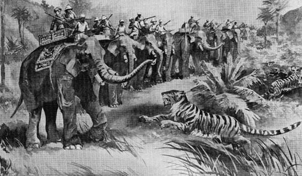 Tiger Charging Hunting Party