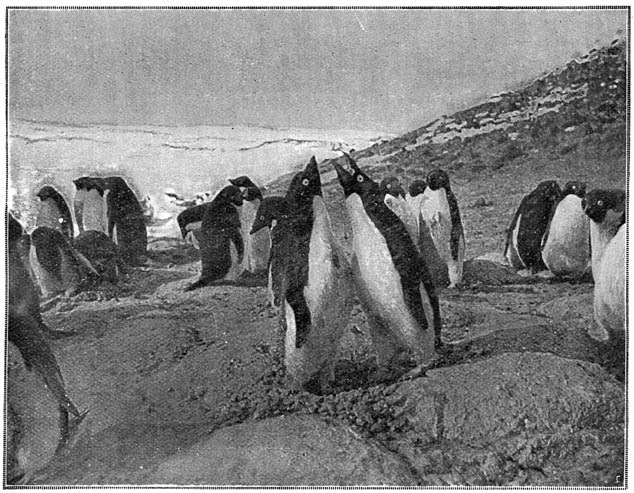Pingoeïns aan het kibbelen om een nest.