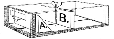Fig. 105.—Medium box, showing alternative partitions A
and B.