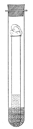 Fig. 130.—Buchner's tube.