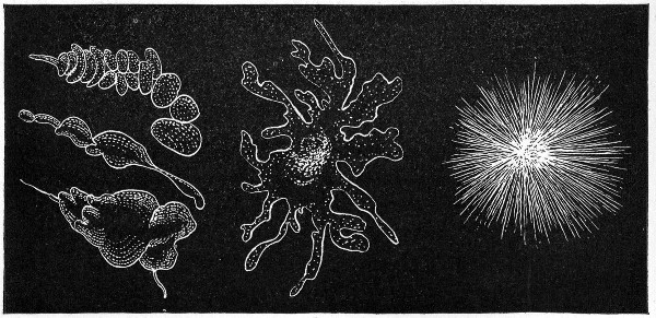 Fig. 141.—Types of colonies: a, Cochleate; b,
amœboid; c, mycelioid.
