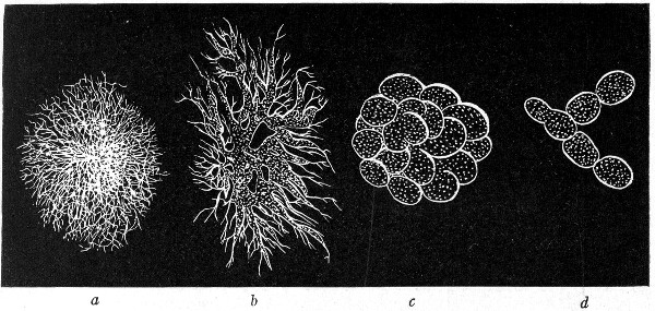 Fig. 142.—Types of colonies: a, Filamentous; b,
rhizoid; c, conglomerate; d, toruloid.