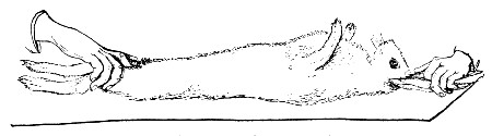 Fig. 175.—Holding rabbit for shaving.