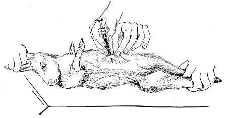 Fig. 182.—Intraperitoneal inoculation—fluid.