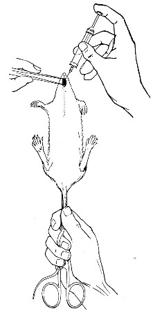 Fig. 191.—Intragastric inoculation of rat.