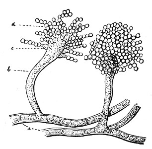 Fig. 78.—Aspergillus