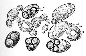Fig. 81.—Saccharomyces with ascospores.