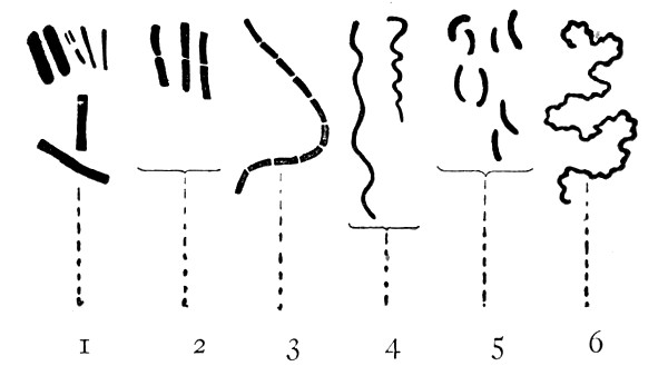 Fig. 84.—Types of bacteria—bacilli, etc.: 1, Bacilli;
2, diplobacilli; 3 streptobacilli; 4, spirilla; 5, vibrios; 6,
spirochætæ.