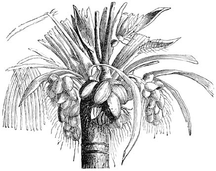 Bloem- en vruchtkroon van den kokospalm.
