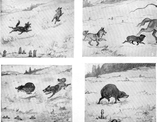 ii. Chink's adventures with the Coyote and the Picket-pin

Sketches by E. T. Seton