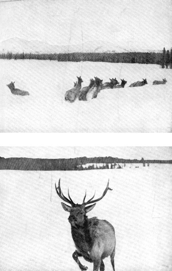XIV. Elk on the Yellowstone in winter: (a) Caught in eight feet
of snow; Photo by F. Jay Haynes (b) Bull Elk charging Photo by John Fossum