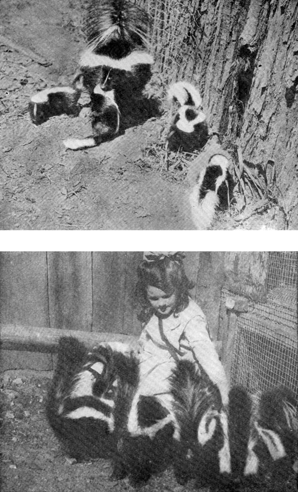 XXIV. My tame Skunks: (a) Mother Skunk and her brood;
(b) Ann Seton feeding her pets

Photos by E. T. Seton