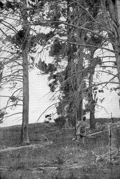 XLI. While I sketched the Bears a brother camera hunter was
stalking me without my knowledge

Photo by F. Linde Ryan, Flushing, L. I.