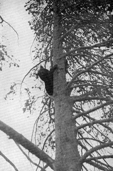 XLIII. The shyer ones take to a tree, if one comes too near

Photo by E. T. Seton