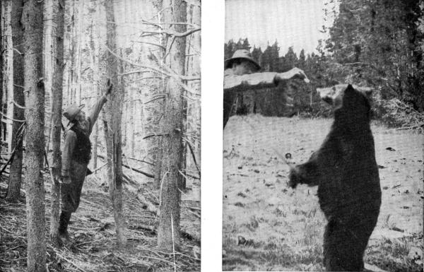 XLVI. (a) Tom Newcomb pointing out the bear's mark.
Photo by E. T. Seton

(b) E. T. Seton feeding a Bear.
Photo by C. B. Harmon