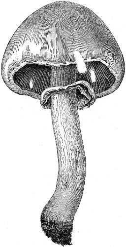 Fig. 36.