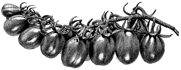 FIG. 8—YELLOW PLUM TOMATO, SHOWING MOST USUAL FORM OF CLUSTER