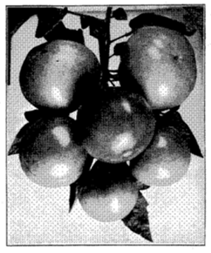 FIG. 11—TYPICAL BUNCH OF MODERN TOMATOES
Contrast with Figs. 9 and 10
