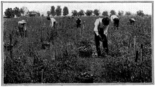FIG. 12—TOMATOES TRAINED TO STAKES ON A GEORGIA FARM