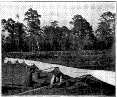 FIG. 16—TRANSPLANTING TOMATOES UNDER CLOTH-COVERED FRAMES (Photo by Prof. W. G. Johnson)
