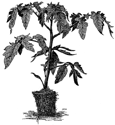 FIG. 25—READY TO TRANSPLANT IN GREENHOUSE (Redrawn from
  photo by New York Experiment Station)