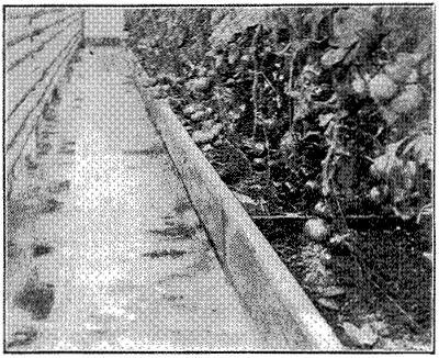 FIG. 28—FORCING TOMATOES IN GREENHOUSE AT NEW HAMPSHIRE
EXPERIMENT STATION