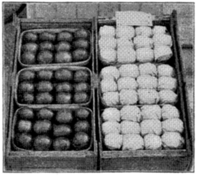 FIG. 29—FLORIDA TOMATOES PROPERLY
WRAPPED FOR LONG SHIPMENT (Photo by courtesy of American Agriculturist)
