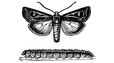 FIG. 35—CUTWORM AND PARENT MOTH (Feltia subgothica)
(From Chittenden, U. S. Department of Agriculture)