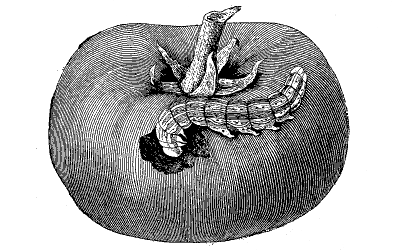 FIG. 40—CHARACTERISTIC WORK OF THE TOMATO FRUIT WORM