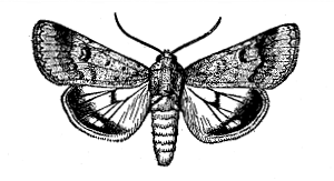 FIG. 41—ADULT MOTH, OR PARENT OF TOMATO FRUIT WORM
(From Chittenden, U. S. Department of Agriculture)