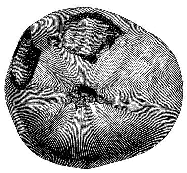 FIG. 43—POINT-ROT DISEASE OF THE TOMATO (Redrawn from N. Y. Expr. Sta. No. 125)
