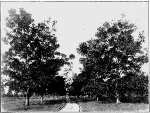 Plate II. An Avenue Shaded by Pecan Trees.
