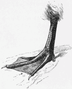 foot of duck