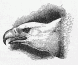 head of hawk