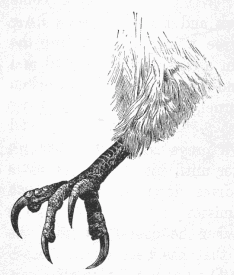 foot of hawk