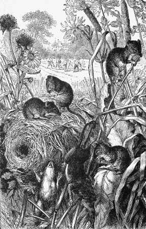 field mice
