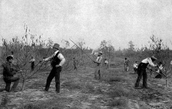 STUDENTS PRUNING PEACH-TREES.