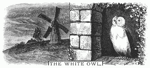 THE WHITE OWL