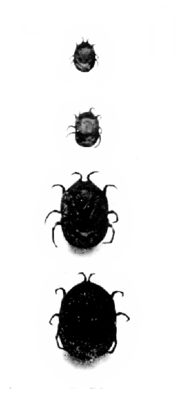 Fig. 18