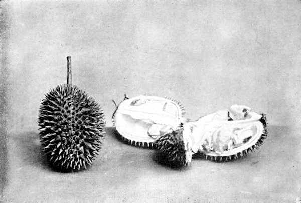 An opened durian fruit