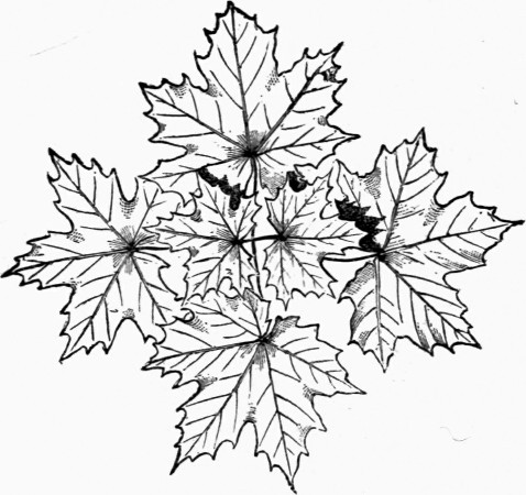 Fig. 16.—Acer platanoides.
