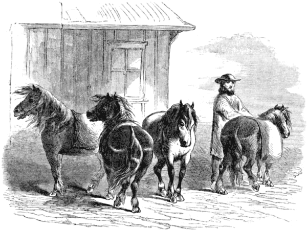 The guide with four horses, not yet loaded with equipment and supplies